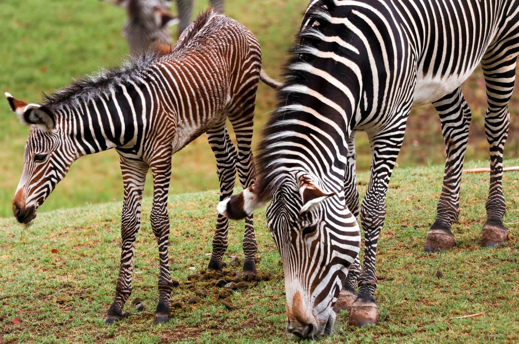Confident, sassy and a boon to her endangered species